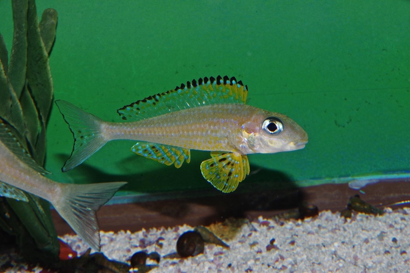 Xenotilapia papilio 'Kanoni'